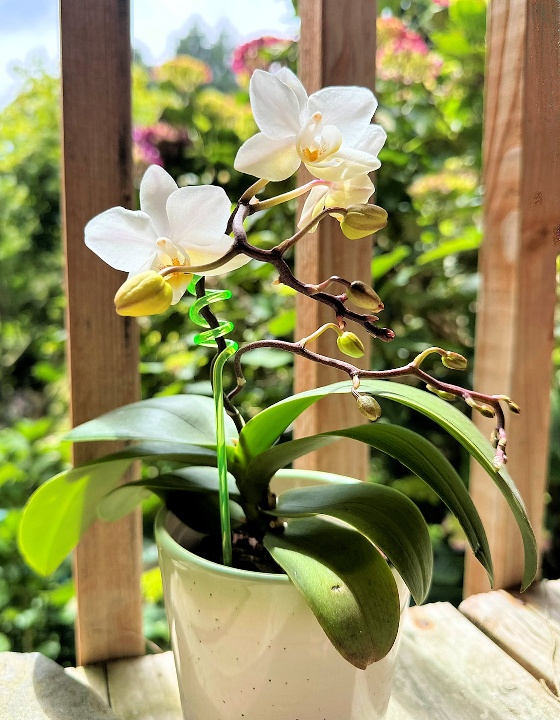 Acrylic Plant Supports