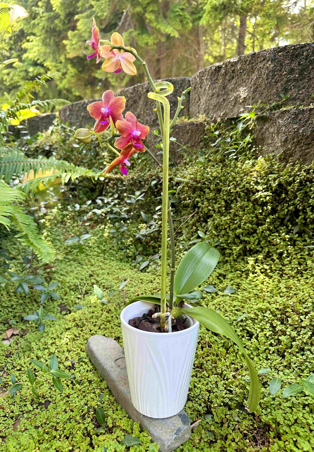 Decorative Acrylic Plant Supports 1/4" Diameter