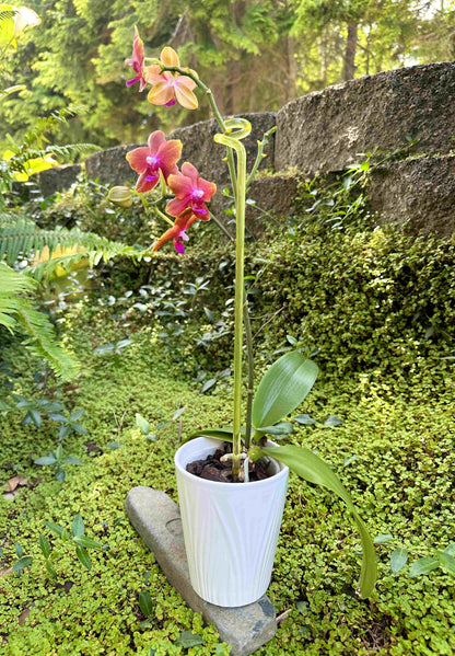 Decorative Acrylic Plant Supports 1/4" Diameter