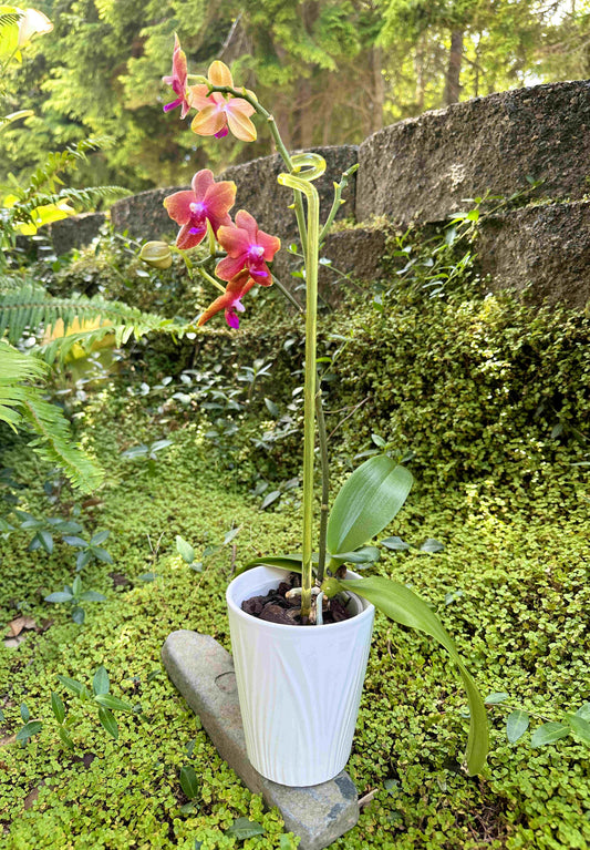 Decorative Acrylic Plant Supports 1/4" Diameter